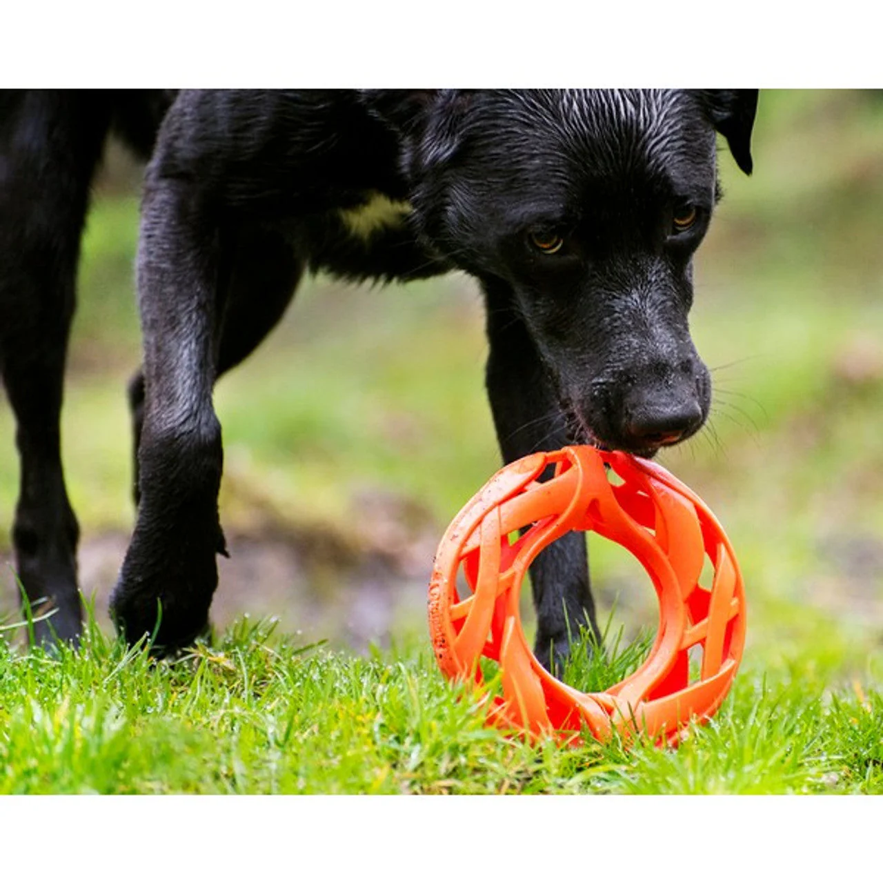 Chuckit Air Fetch Wheel - Image 2