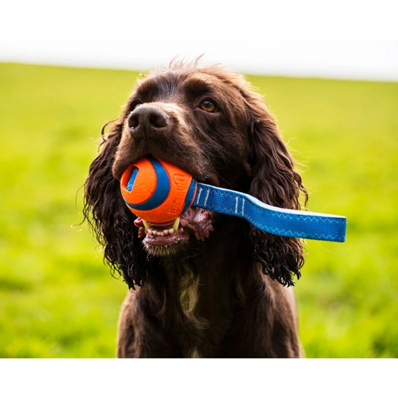 Chuckit Ultra Tug Medium 6.5cm - Image 2