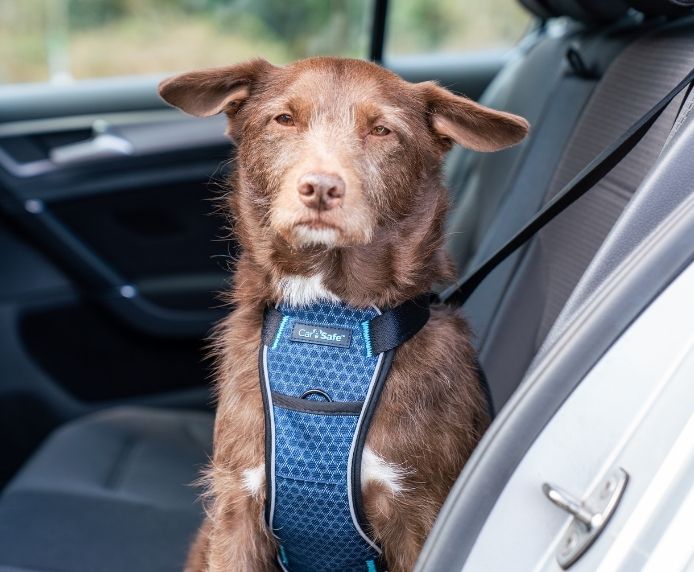 Company Of Animals CarSafe Crash Tested Harness Large - Image 3
