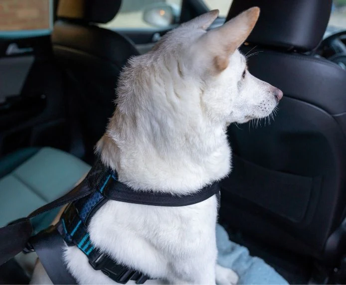 Company Of Animals CarSafe Crash Tested Harness Medium - Image 3
