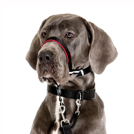 Company of Animals Halti Optifit Head Collar Black Large - Image 2