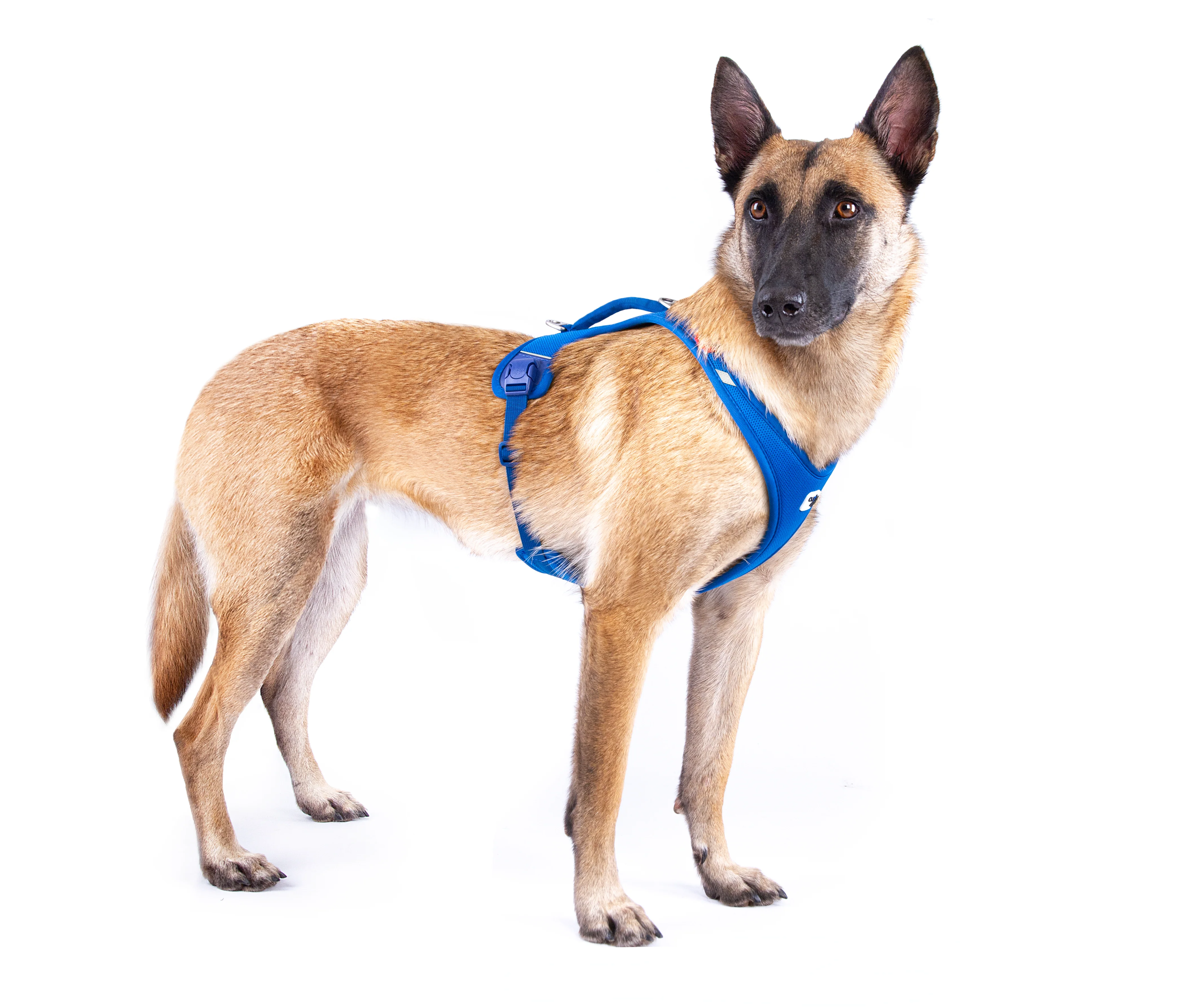 Curli Belka Harness Air-Mesh - Image 3