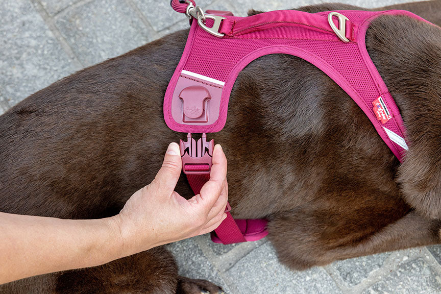 Curli Belka Harness Air-Mesh - Image 9