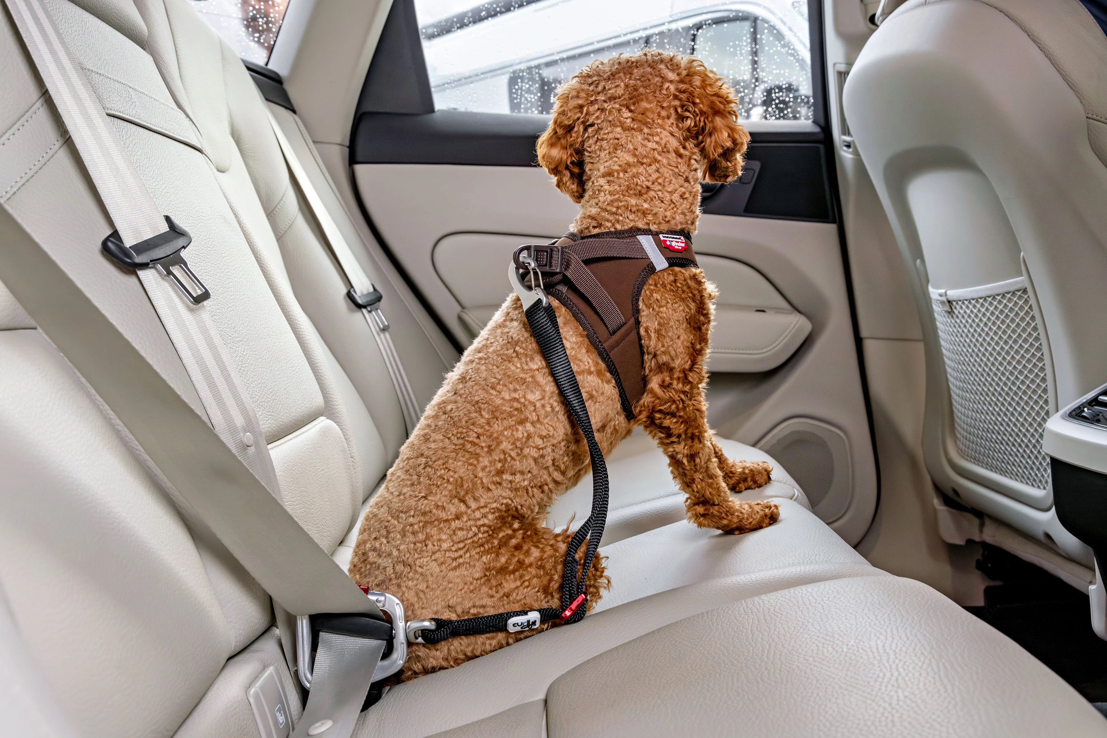 Curli Car Safety Belt V2 - Image 3
