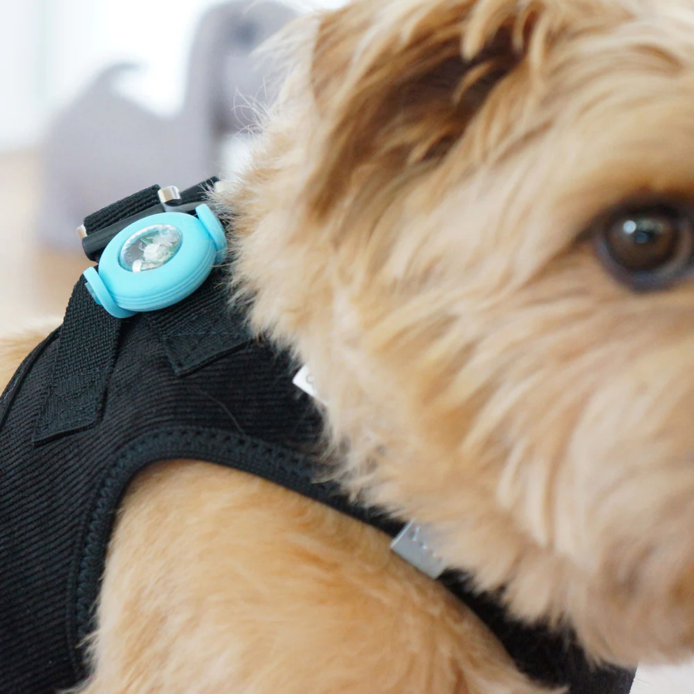 Curli Dog Luumi LED - Image 3