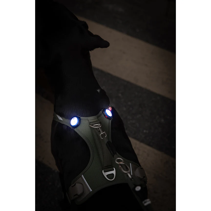 Curli Dog Luumi Safety LED - Image 5