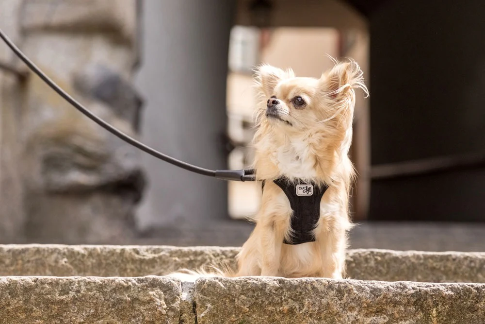 Curli Stretch Comfort Dog Leash - Image 2