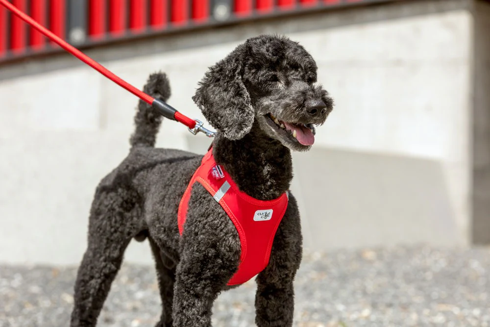 Curli Stretch Comfort Dog Leash - Image 7