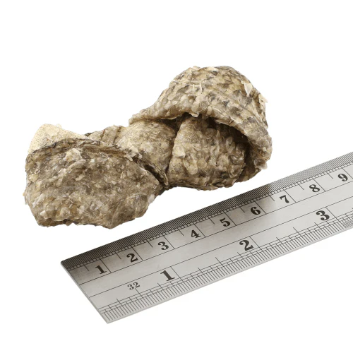 Fish 4 Dogs - Sea Jerky Dental Fish Knots 100g - Image 2