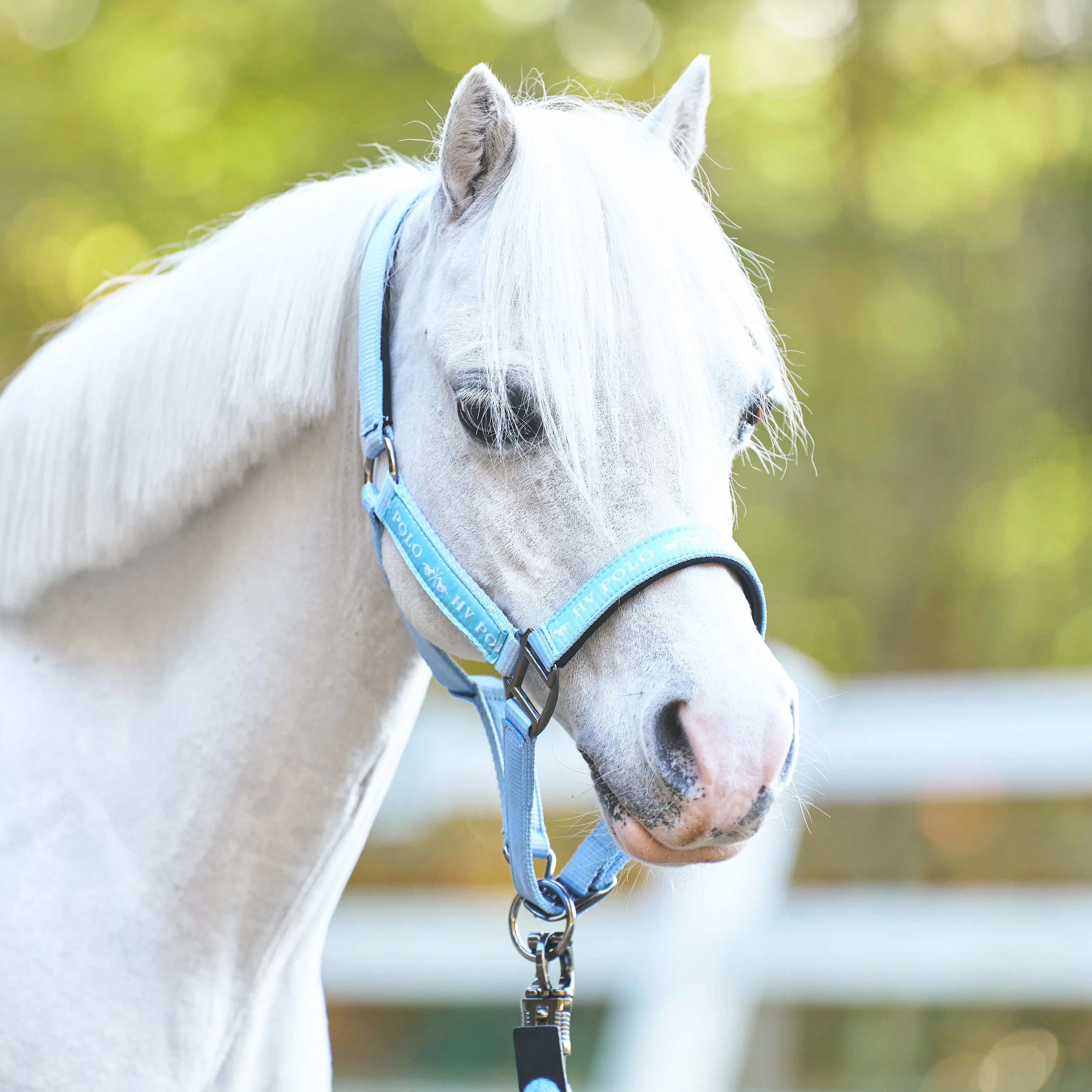 HV Polo Headcollar HVPNena Powder Blue - Image 2