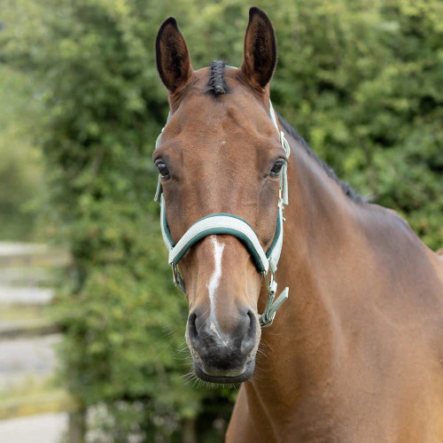 Hy Equestrian Mermaid Shimmer Head Collar And Lead Rope Set - Image 2