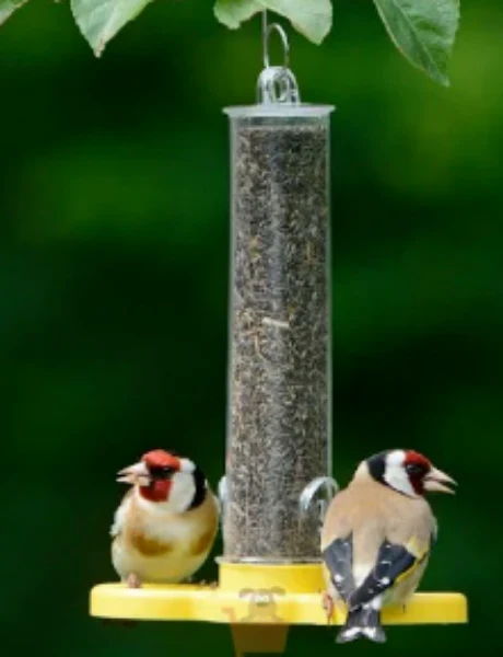 Jacobi Jayne Goldfinch Finder - Image 2