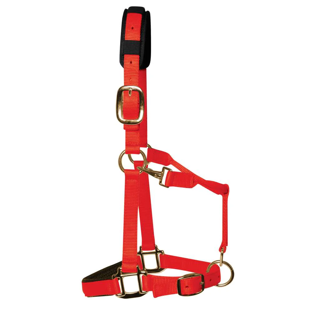 KM Elite Luxury Padded Headcollar - Image 9