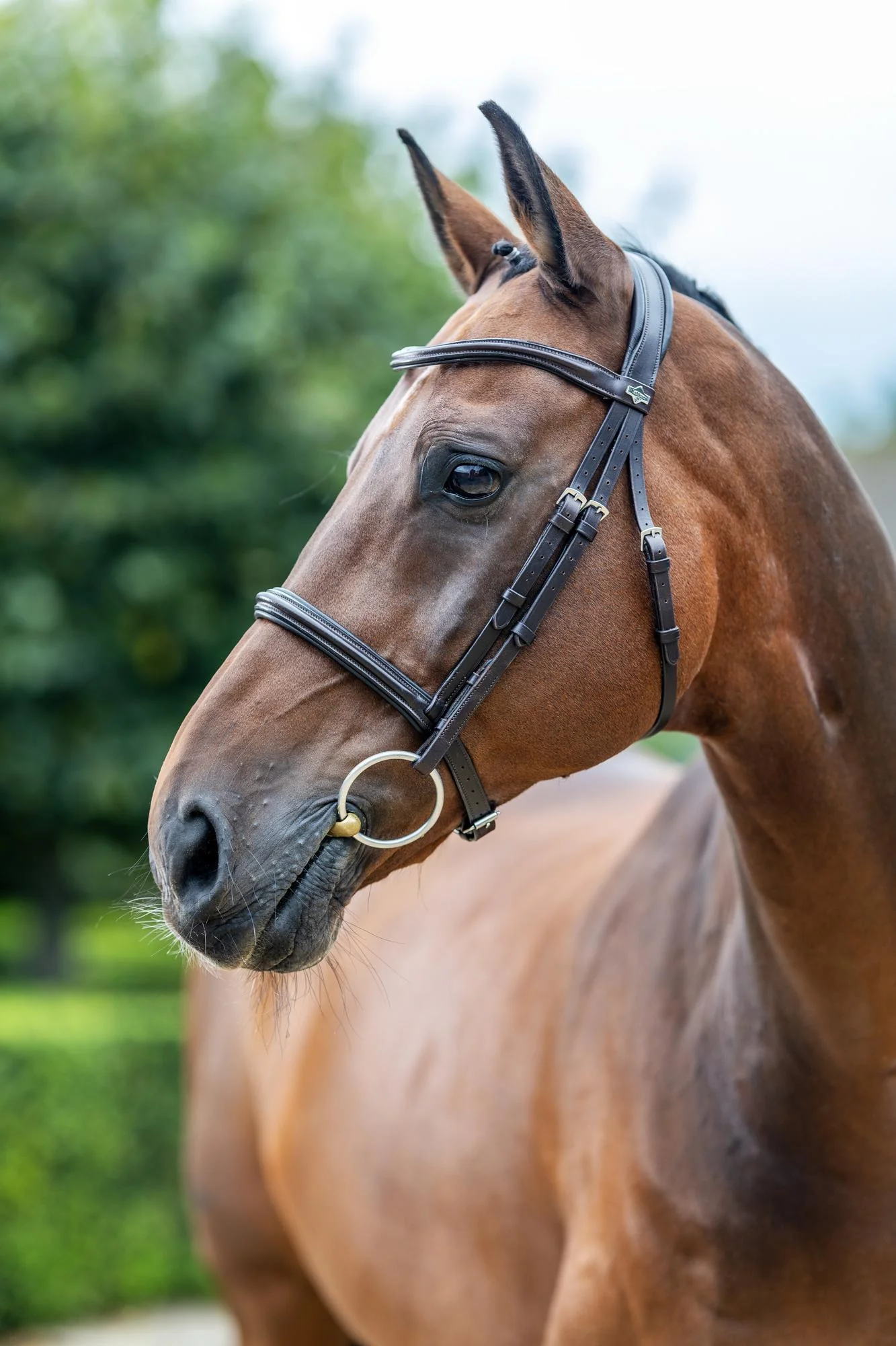 Le Mieux Arika Cavesson Bridle - Image 4