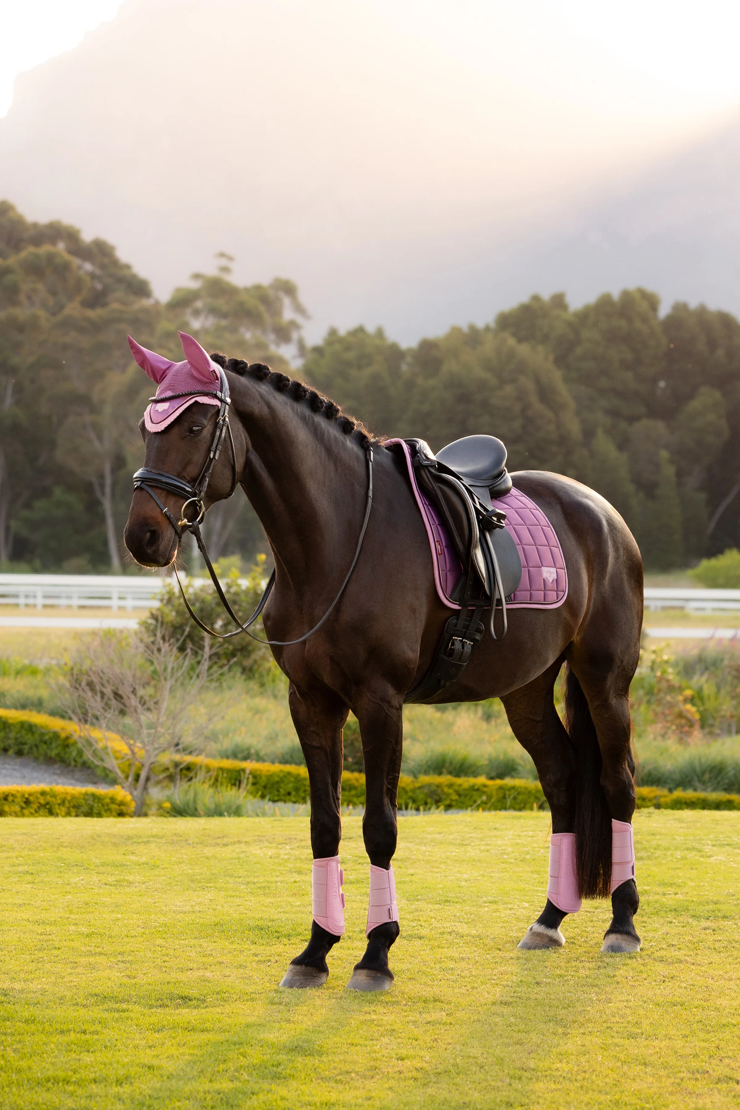 Le Mieux Loire Classic Dressage Square Mallow - Image 2
