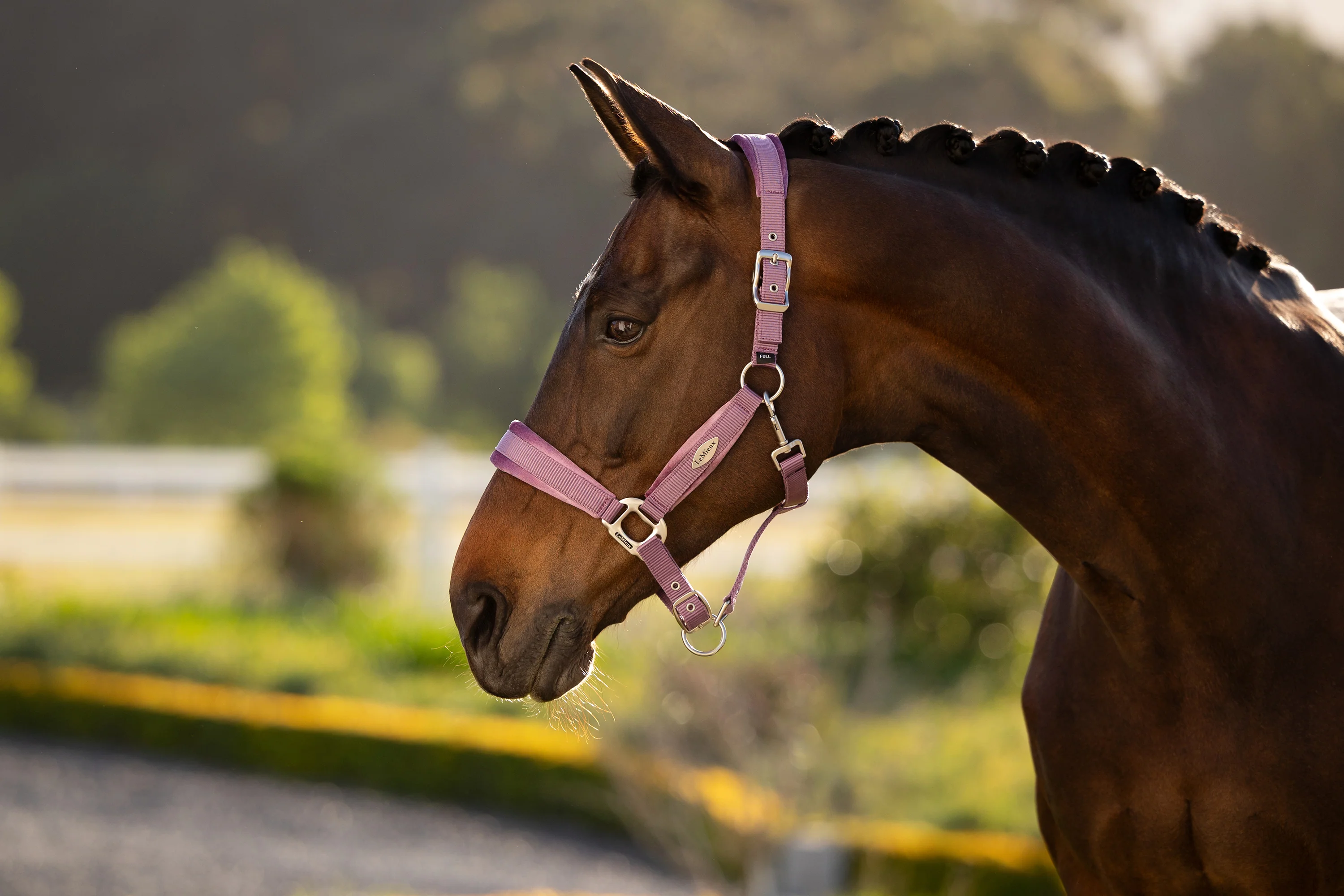 Le Mieux Versailles Headcollar Mallow - Image 2