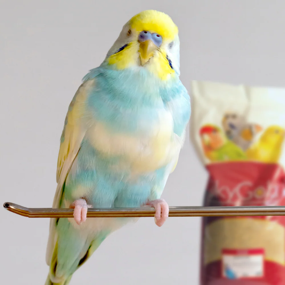 SkyGold Budgie 50/50 20kg - Image 2