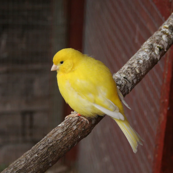 SkyGold Popular Canary 20kg - Image 2