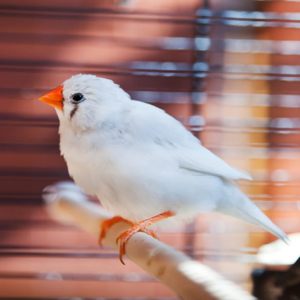 SkyGold Popular Foreign Finch 20kg - Image 2