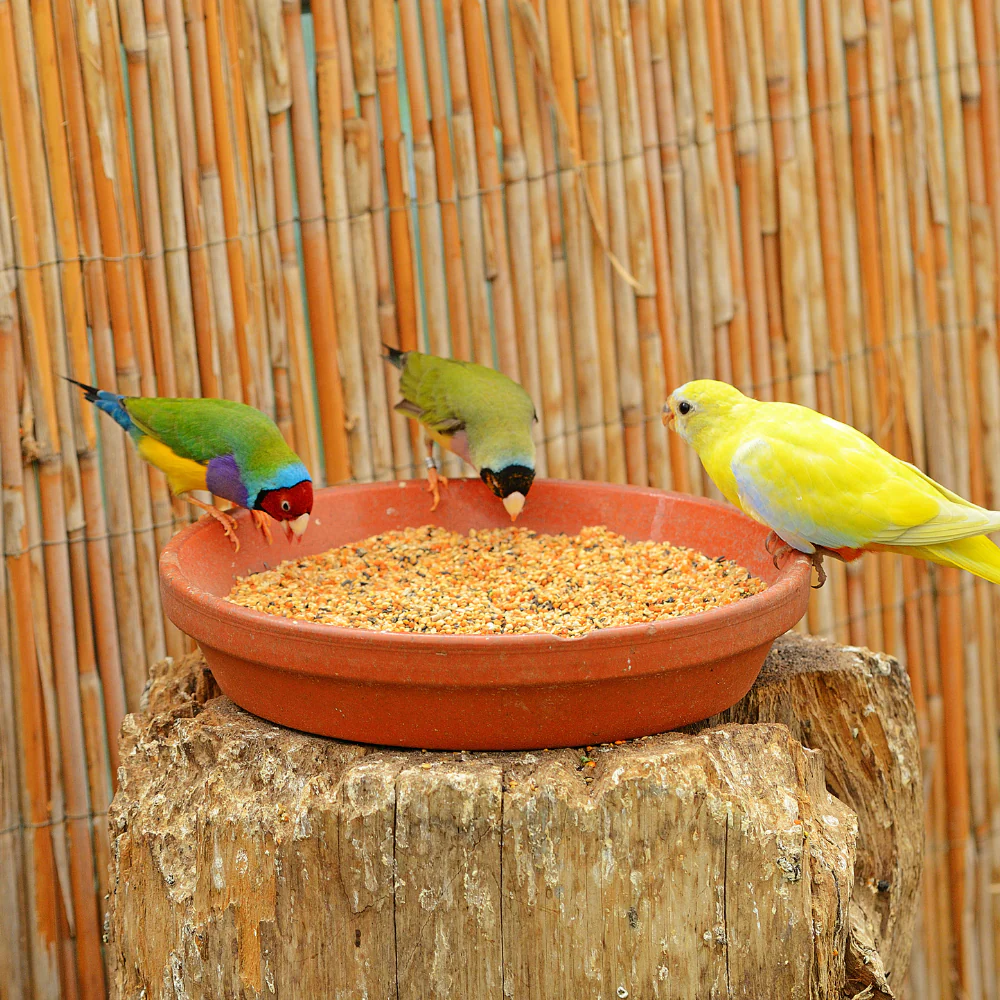 SkyGold Popular Parakeet 20kg - Image 2
