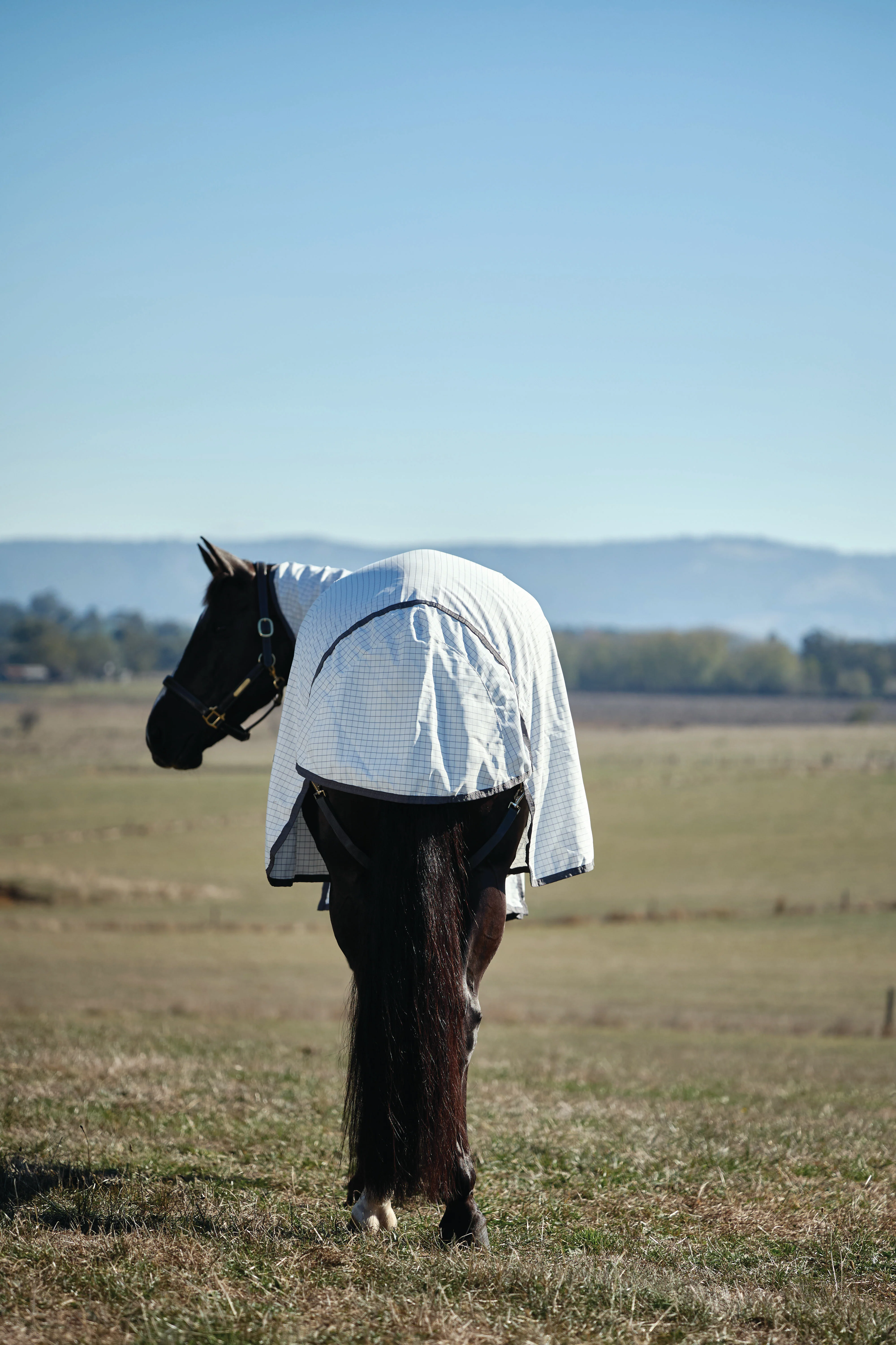 Weatherbeeta Hybrid Sheet Combo White/Charcoal - Image 4